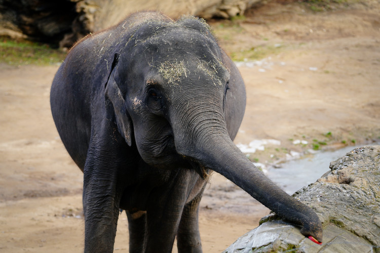 FOTOGALERIE: Opožděná nadílka v pražské zoo. Sloni, žirafy i zlatá prasátka dostali neprodané stromky