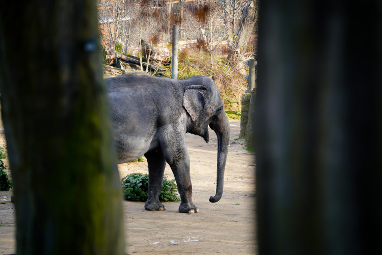 FOTOGALERIE: Opožděná nadílka v pražské zoo. Sloni, žirafy i zlatá prasátka dostali neprodané stromky