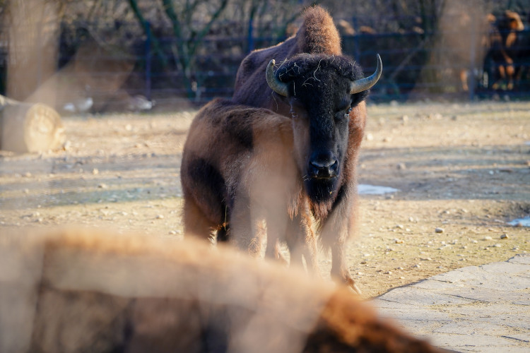 FOTOGALERIE: Opožděná nadílka v pražské zoo. Sloni, žirafy i zlatá prasátka dostali neprodané stromky