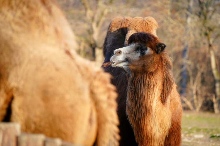 FOTOGALERIE: Opožděná nadílka v pražské zoo. Sloni, žirafy i zlatá prasátka dostali neprodané stromky