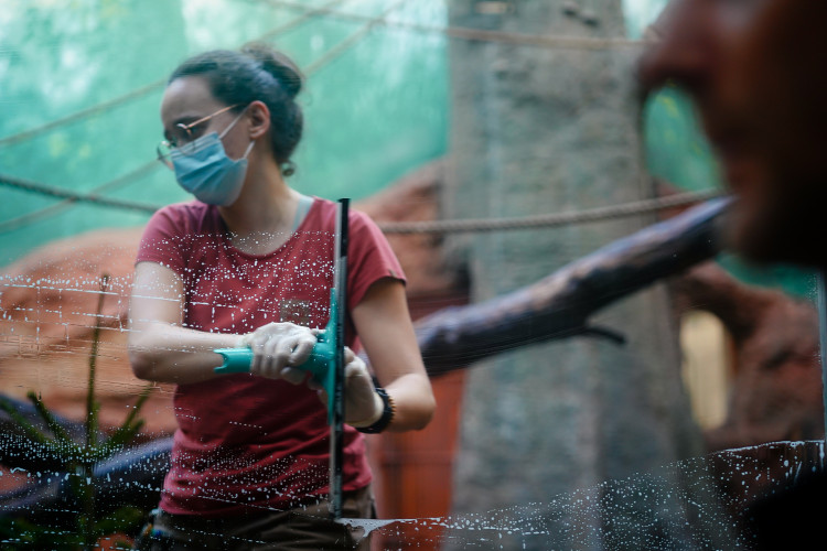 FOTOGALERIE: Opožděná nadílka v pražské zoo. Sloni, žirafy i zlatá prasátka dostali neprodané stromky