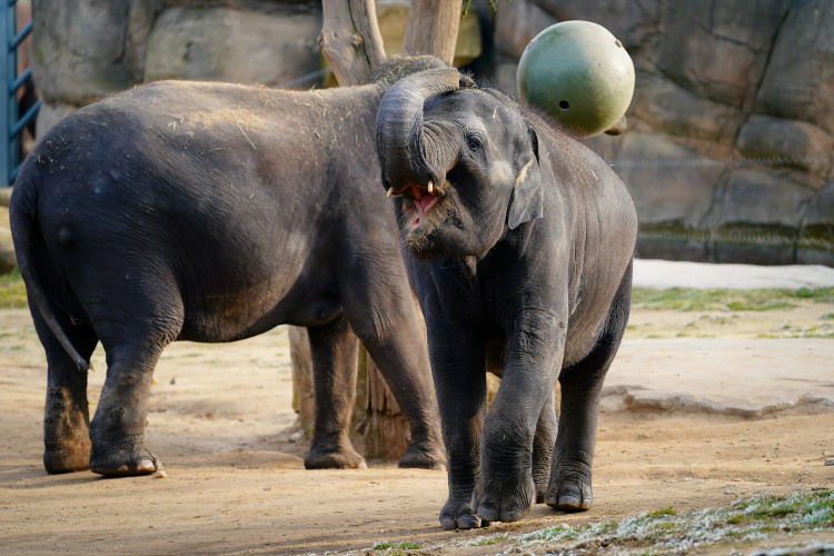 FOTOGALERIE: Opožděná nadílka v pražské zoo. Sloni, žirafy i zlatá prasátka dostali neprodané stromky