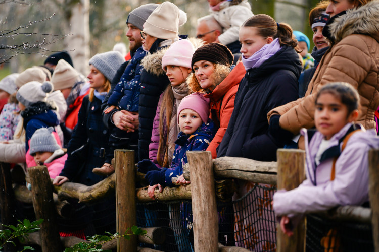FOTOGALERIE: Opožděná nadílka v pražské zoo. Sloni, žirafy i zlatá prasátka dostali neprodané stromky