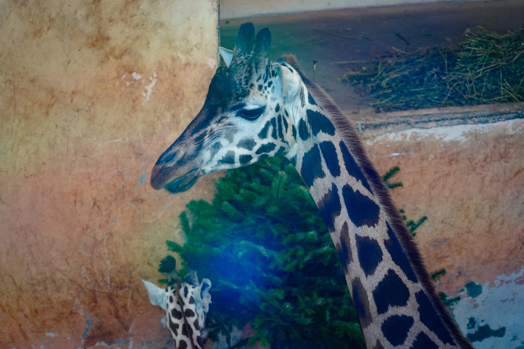 FOTOGALERIE: Opožděná nadílka v pražské zoo. Sloni, žirafy i zlatá prasátka dostali neprodané stromky