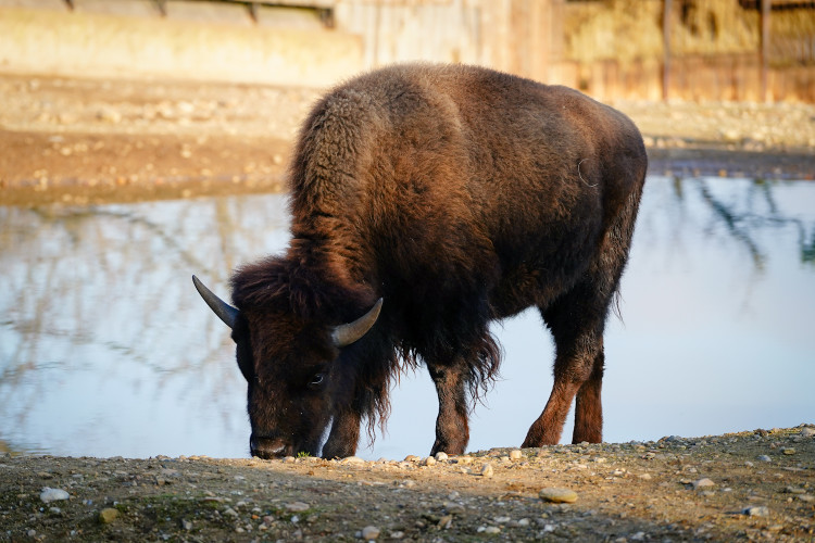 FOTOGALERIE: Opožděná nadílka v pražské zoo. Sloni, žirafy i zlatá prasátka dostali neprodané stromky
