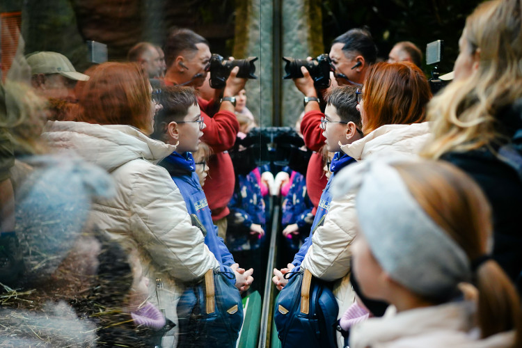 FOTOGALERIE: Opožděná nadílka v pražské zoo. Sloni, žirafy i zlatá prasátka dostali neprodané stromky