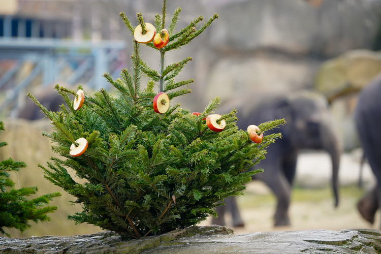FOTOGALERIE: Opožděná nadílka v pražské zoo. Sloni, žirafy i zlatá prasátka dostali neprodané stromky