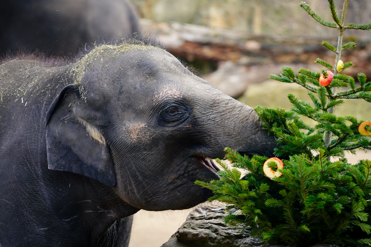 FOTOGALERIE: Opožděná nadílka v pražské zoo. Sloni, žirafy i zlatá prasátka dostali neprodané stromky