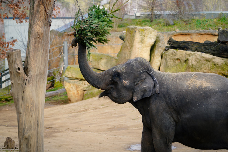 FOTOGALERIE: Opožděná nadílka v pražské zoo. Sloni, žirafy i zlatá prasátka dostali neprodané stromky