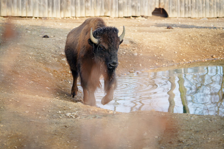 FOTOGALERIE: Opožděná nadílka v pražské zoo. Sloni, žirafy i zlatá prasátka dostali neprodané stromky