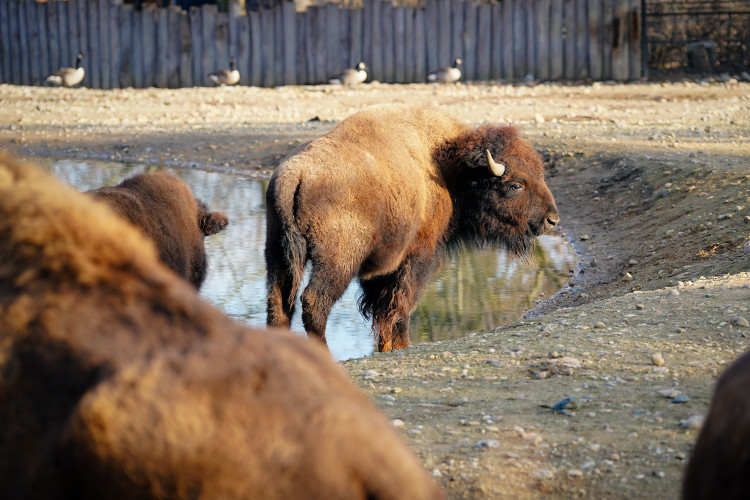 FOTOGALERIE: Opožděná nadílka v pražské zoo. Sloni, žirafy i zlatá prasátka dostali neprodané stromky