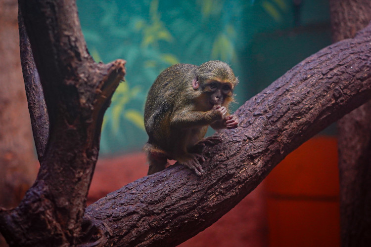 FOTOGALERIE: Opožděná nadílka v pražské zoo. Sloni, žirafy i zlatá prasátka dostali neprodané stromky