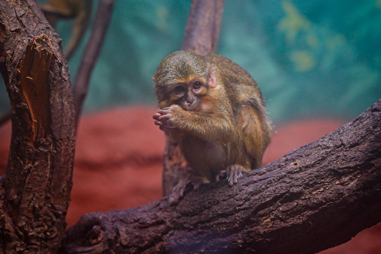 FOTOGALERIE: Opožděná nadílka v pražské zoo. Sloni, žirafy i zlatá prasátka dostali neprodané stromky