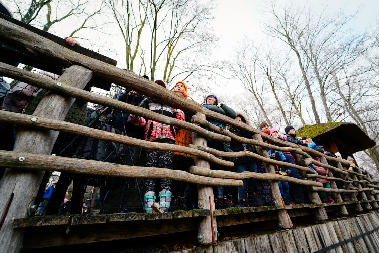 FOTOGALERIE: Opožděná nadílka v pražské zoo. Sloni, žirafy i zlatá prasátka dostali neprodané stromky