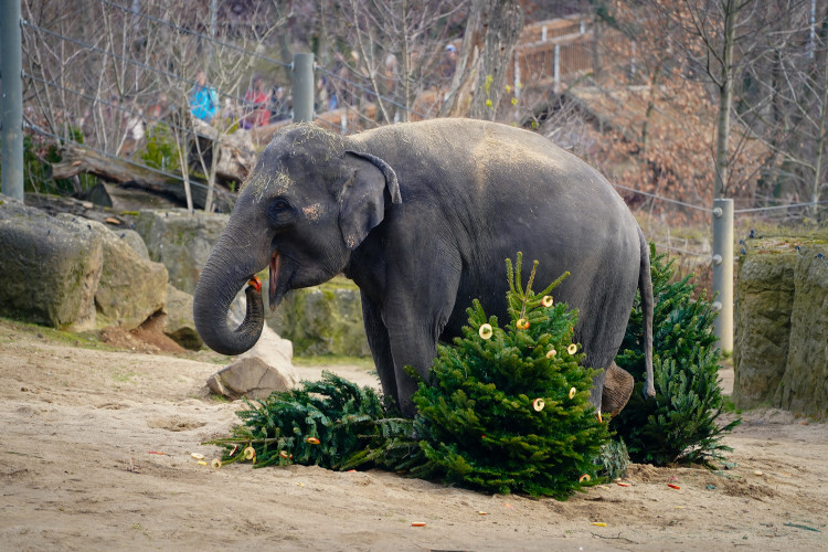 FOTOGALERIE: Opožděná nadílka v pražské zoo. Sloni, žirafy i zlatá prasátka dostali neprodané stromky