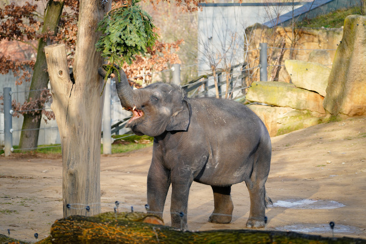 FOTOGALERIE: Opožděná nadílka v pražské zoo. Sloni, žirafy i zlatá prasátka dostali neprodané stromky