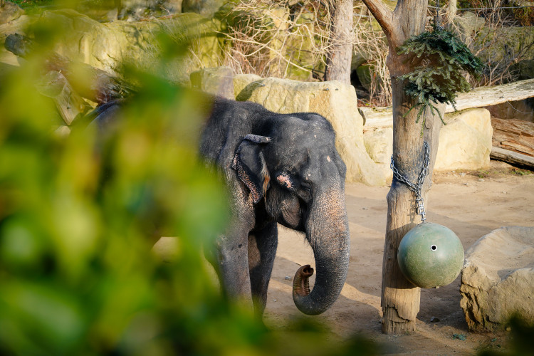 FOTOGALERIE: Opožděná nadílka v pražské zoo. Sloni, žirafy i zlatá prasátka dostali neprodané stromky
