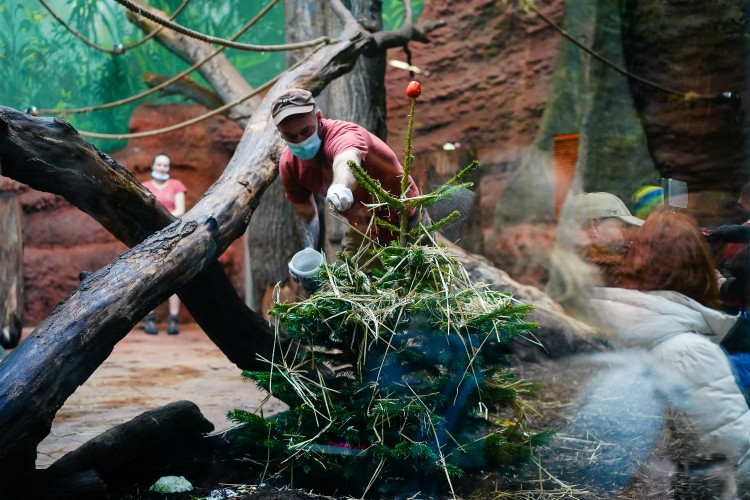 FOTOGALERIE: Opožděná nadílka v pražské zoo. Sloni, žirafy i zlatá prasátka dostali neprodané stromky