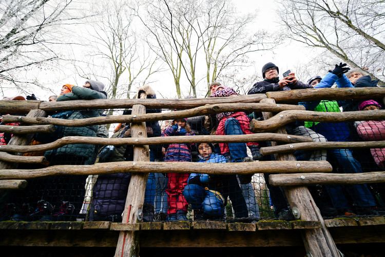 FOTOGALERIE: Opožděná nadílka v pražské zoo. Sloni, žirafy i zlatá prasátka dostali neprodané stromky