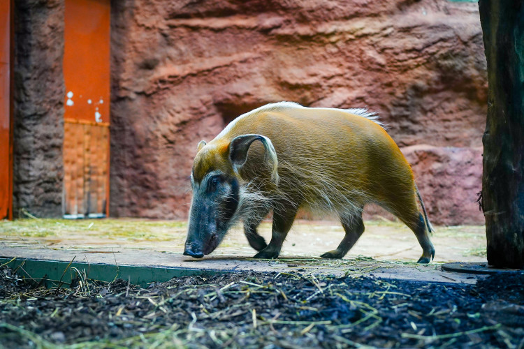 FOTOGALERIE: Opožděná nadílka v pražské zoo. Sloni, žirafy i zlatá prasátka dostali neprodané stromky
