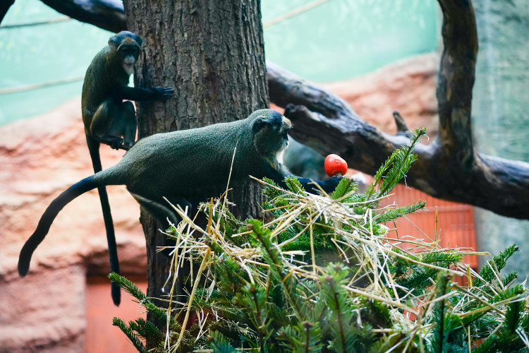 FOTOGALERIE: Opožděná nadílka v pražské zoo. Sloni, žirafy i zlatá prasátka dostali neprodané stromky