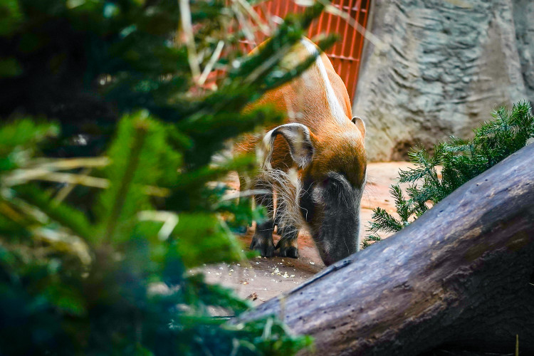 FOTOGALERIE: Opožděná nadílka v pražské zoo. Sloni, žirafy i zlatá prasátka dostali neprodané stromky