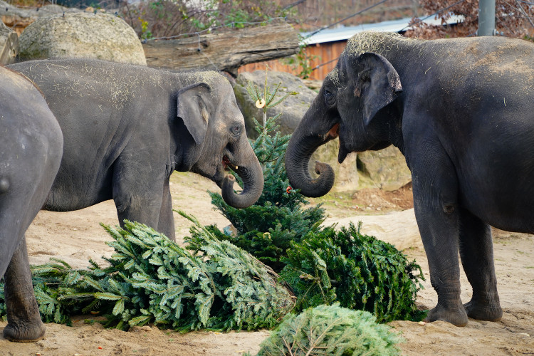 FOTOGALERIE: Opožděná nadílka v pražské zoo. Sloni, žirafy i zlatá prasátka dostali neprodané stromky