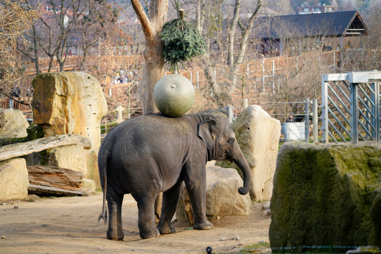 FOTOGALERIE: Opožděná nadílka v pražské zoo. Sloni, žirafy i zlatá prasátka dostali neprodané stromky