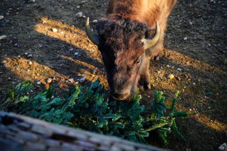 FOTOGALERIE: Opožděná nadílka v pražské zoo. Sloni, žirafy i zlatá prasátka dostali neprodané stromky