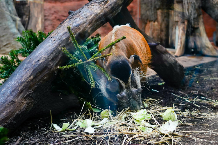 FOTOGALERIE: Opožděná nadílka v pražské zoo. Sloni, žirafy i zlatá prasátka dostali neprodané stromky