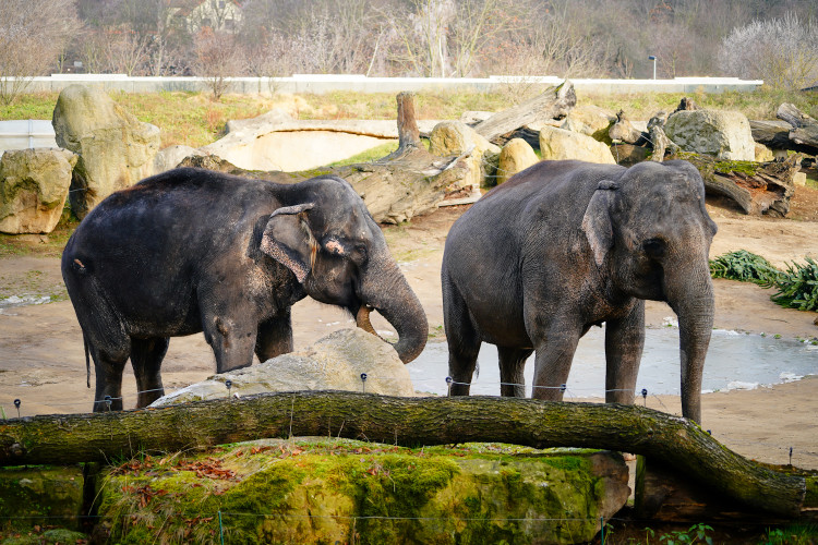 FOTOGALERIE: Opožděná nadílka v pražské zoo. Sloni, žirafy i zlatá prasátka dostali neprodané stromky