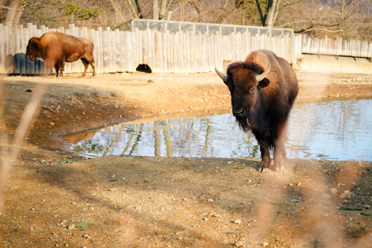 FOTOGALERIE: Opožděná nadílka v pražské zoo. Sloni, žirafy i zlatá prasátka dostali neprodané stromky