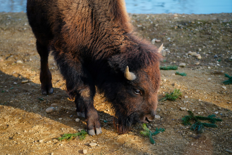FOTOGALERIE: Opožděná nadílka v pražské zoo. Sloni, žirafy i zlatá prasátka dostali neprodané stromky