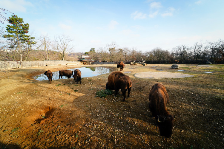 FOTOGALERIE: Opožděná nadílka v pražské zoo. Sloni, žirafy i zlatá prasátka dostali neprodané stromky