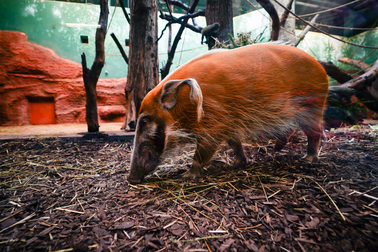 FOTOGALERIE: Opožděná nadílka v pražské zoo. Sloni, žirafy i zlatá prasátka dostali neprodané stromky