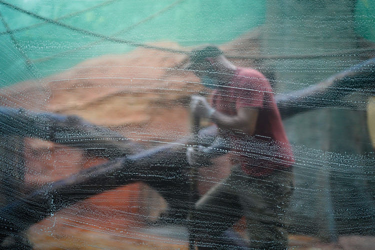 FOTOGALERIE: Opožděná nadílka v pražské zoo. Sloni, žirafy i zlatá prasátka dostali neprodané stromky