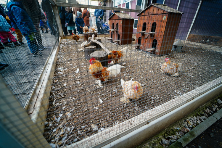 Masopust na Letné přilákal hlavně rodiny s dětmi. Na programu byla zabijačka i průvod masek