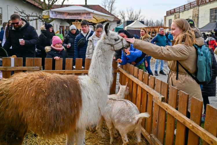 FOTOGALERIE: Masopustní veselí zasáhlo Slezskoostravský hrad. Zabíjačka i maškary