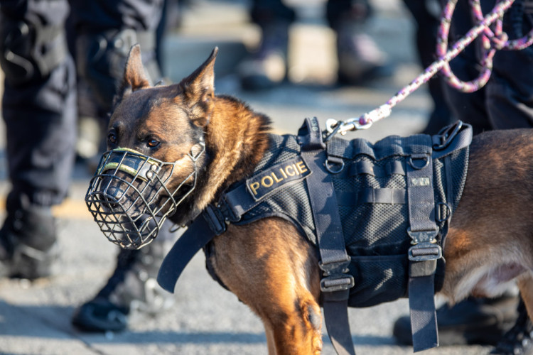 FOTOGALERIE: V Přerově policie nacvičovala bezpečnostní opatření při sportovních zápasech