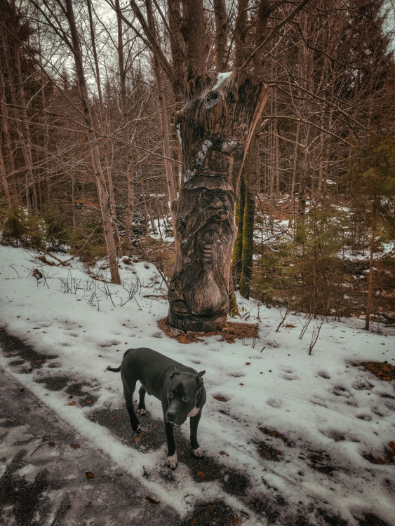 FOTOGALERIE: Poniklý a Borový vodopád v Jeseníkách. Seznamte se
