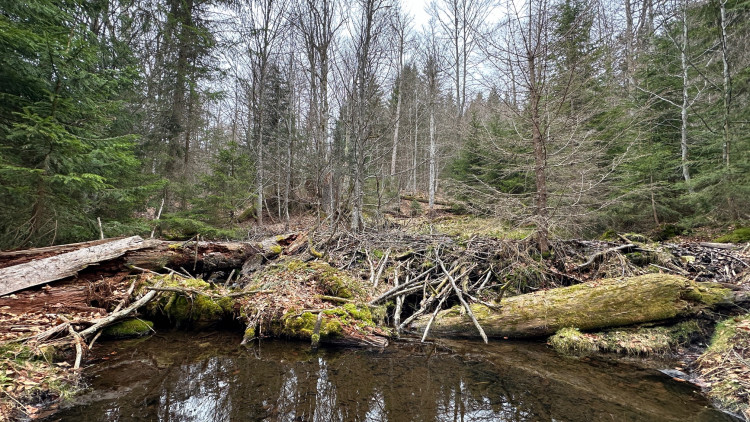 Činnost bobrů na Šumavě