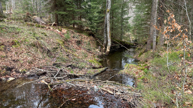 Činnost bobrů na Šumavě