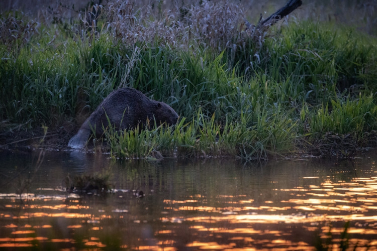 Bobr je aktivní především brzy ráno nebo pozdě večer - Vl. Čech