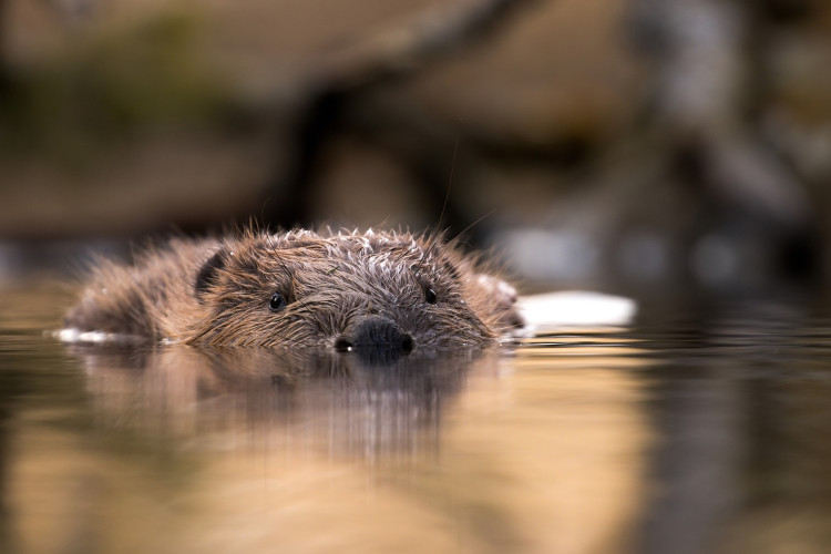 Bobr evropský - Marek Drha