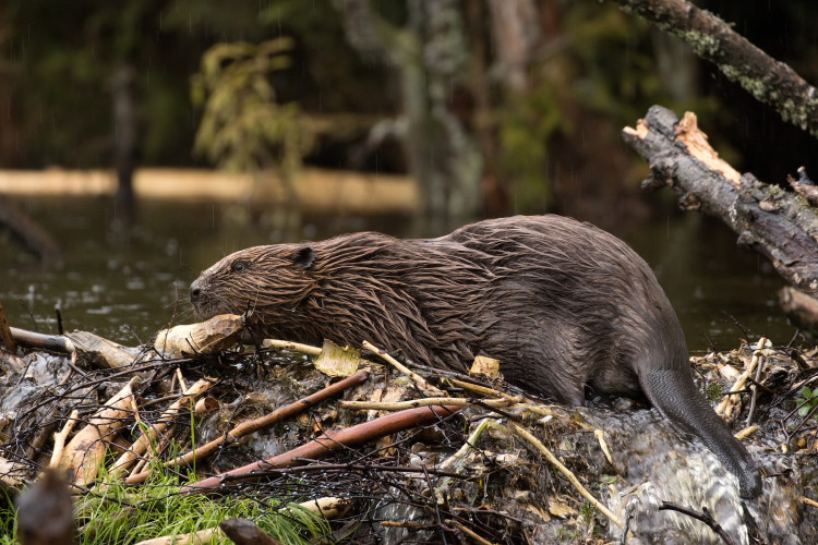 Na Šumavě se bobr usídlil až po roce 2000 - Marek Drha