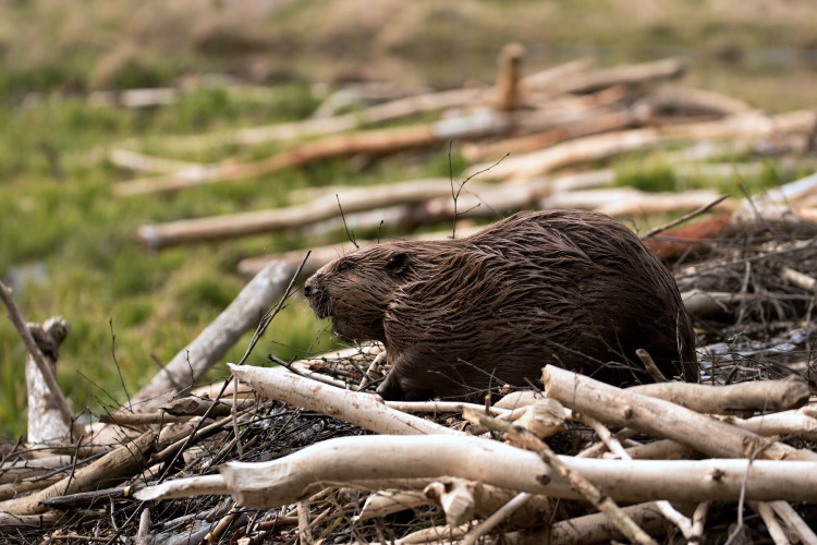 Až 300 chlupů na čtvereční milimetr - bobr se lovil hlavně kvůli kvalitní kožešině - Marek Drha