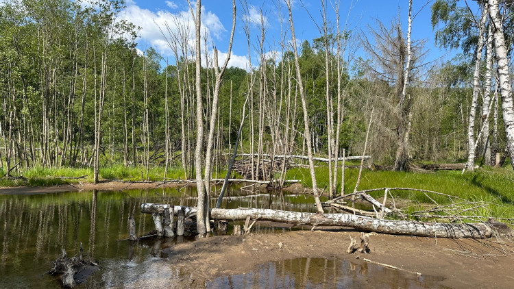 Činnost bobrů na Šumavě