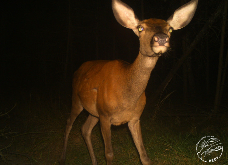 laň jelena evropského