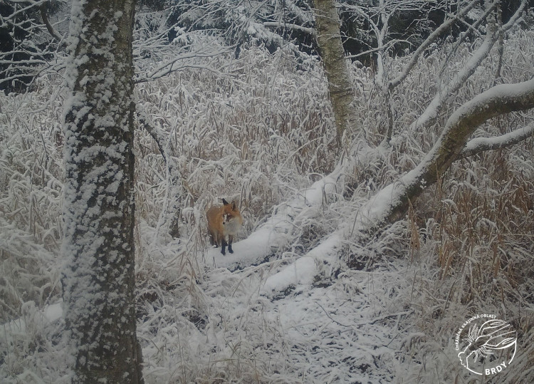 liška obecná, foto: Foto: Radek Karko