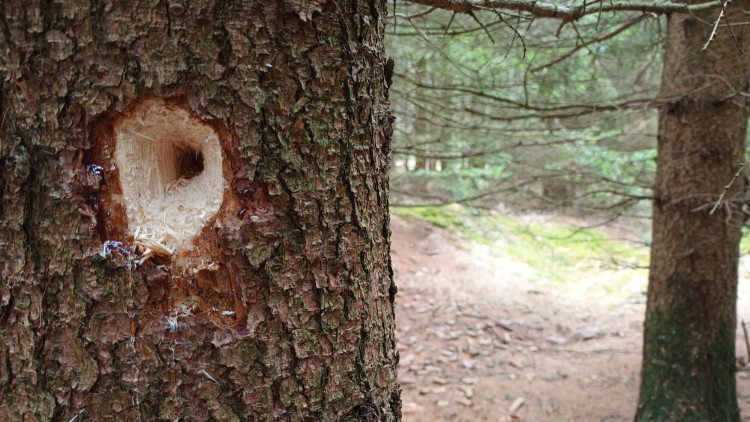 FOTOGALERIE: Krásná příroda v okolí vrcholu Skalky